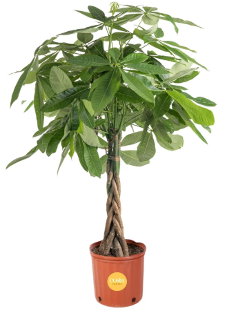 Costa Farms Money Tree Live Indoor Plant, Braided Trunk