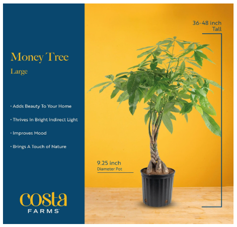Costa Farms Money Tree Live Indoor Plant, Braided Trunk