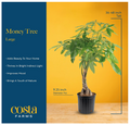 Costa Farms Money Tree Live Indoor Plant, Braided Trunk