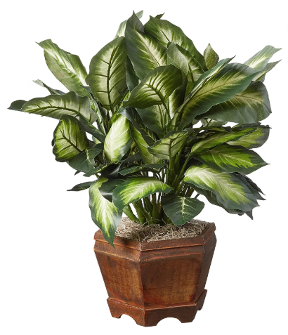 Nearly Natural 22" Artificial Triple Golden Dieffenbachia with Wood Vase
