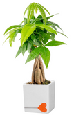 Costa Farms Money Tree Live Indoor Plant, Braided Trunk (Small)