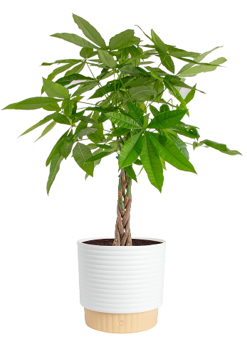Costa Farms Money Tree Live Indoor Plant, Pet Friendly, 3-4 Ft. Tall
