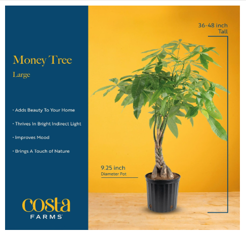 Costa Farms Money Tree Live Indoor Plant, Pet Friendly, 3-4 Ft. Tall