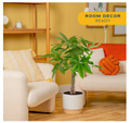 Costa Farms Money Tree Live Indoor Plant, Pet Friendly, 3-4 Ft. Tall